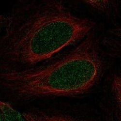 Myocardin Rabbit anti-Human, Polyclonal, Novus Biologicals:Antibodies:Primary