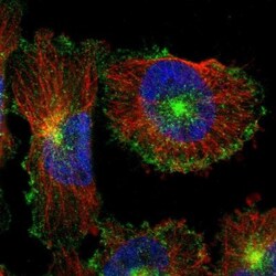 Myoferlin Antibody, Novus Biologicals:Antibodies:Primary Antibodies