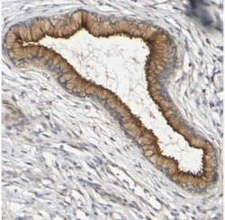 Myoferlin Antibody, Novus Biologicals:Antibodies:Primary Antibodies