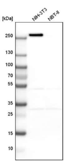 Myoferlin Antibody, Novus Biologicals:Antibodies:Primary Antibodies