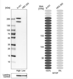 Myoferlin Antibody, Novus Biologicals:Antibodies:Primary Antibodies