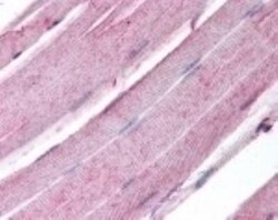 Myogenin Antibody (5FD) - BSA Free, Novus Biologicals 0.025mg; Unlabeled:Antibodies,