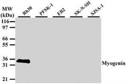 Myogenin Antibody (5FD) - BSA Free, Novus Biologicals 0.025mg; Unlabeled:Antibodies,