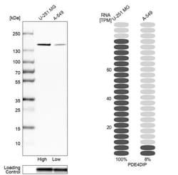 Myomegalin Antibody, Novus Biologicals 0.1mL; Unlabeled:Antibodies, Polyclonal