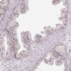 Myomesin 2 Antibody, Novus Biologicals 25 &mu;L; Unlabeled:Antibodies,