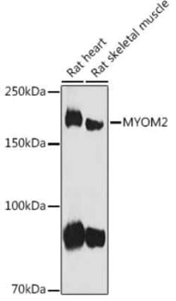 Myomesin 2 Rabbit anti-Human, Mouse, Rat, Polyclonal, Novus Biologicals
