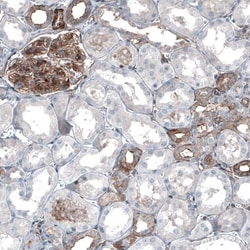 Myosin 1B Antibody, Novus Biologicals:Antibodies:Primary Antibodies