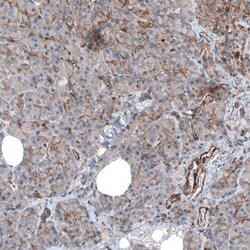 Myosin 1B Antibody, Novus Biologicals:Antibodies:Primary Antibodies