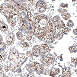 Myosin 1B Antibody, Novus Biologicals:Antibodies:Primary Antibodies
