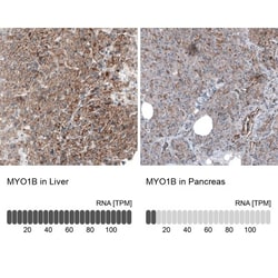 Myosin 1B Antibody, Novus Biologicals:Antibodies:Primary Antibodies