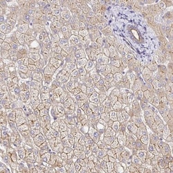 Myosin 1B Antibody, Novus Biologicals 0.1mL; Unlabeled:Antibodies, Polyclonal