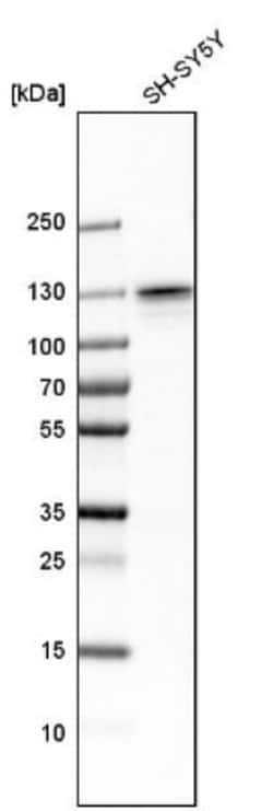 Myosin 1B Antibody, Novus Biologicals:Antibodies:Primary Antibodies