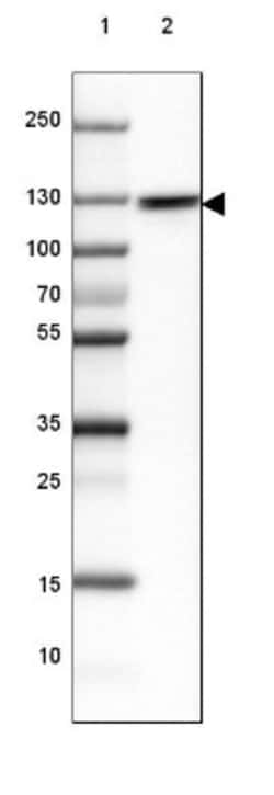 Myosin 1B Antibody, Novus Biologicals 0.1mL; Unlabeled:Antibodies, Polyclonal