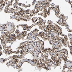 Myosin 1C Antibody, Novus Biologicals 0.1mL; Unlabeled:Antibodies, Polyclonal