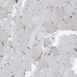 Myosin 1C Antibody, Novus Biologicals 0.1mL; Unlabeled:Antibodies, Polyclonal