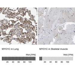 Myosin 1C Antibody, Novus Biologicals 0.1mL; Unlabeled:Antibodies, Polyclonal