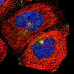 Myosin 5a Antibody, Novus Biologicals 25 &mu;L, Unconjugated:Antibodies,