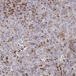 Myosin IF Antibody, Novus Biologicals:Antibodies:Primary Antibodies