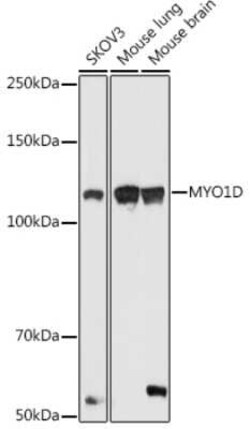Myosin-Id Rabbit anti-Human, Mouse, Polyclonal, Novus Biologicals 100 &mu;g;