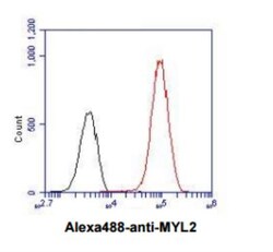 Myosin Light Chain 2 Antibody (3B2) - BSA Free, Novus Biologicals 0.1mL;