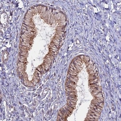 Myosin VB Antibody, Novus Biologicals 0.1mL; Unlabeled:Antibodies, Polyclonal