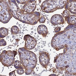 Myosin VB Antibody, Novus Biologicals 0.1mL; Unlabeled:Antibodies, Polyclonal