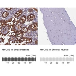 Myosin VB Antibody, Novus Biologicals 0.1mL; Unlabeled:Antibodies, Polyclonal