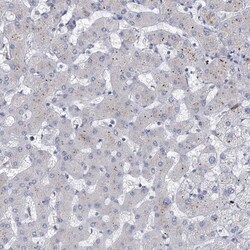 Myosin VIIb Antibody, Novus Biologicals 25 &mu;L; Unlabeled:Antibodies,
