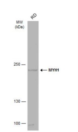Myosin Heavy Chain 1 Antibody, Novus Biologicals 0.1mL; Unlabeled:Antibodies,