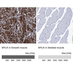 Myosin light chain kinase Antibody, Novus Biologicals 0.1mL; Unlabeled:Antibodies,