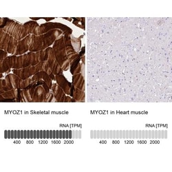 Myozenin 1 Antibody, Novus Biologicals:Antibodies:Primary Antibodies