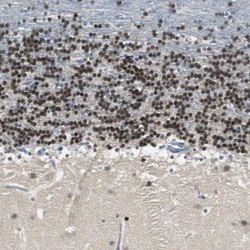 Myt1 Antibody, Novus Biologicals 25 &mu;L; Unlabeled:Antibodies, Polyclonal