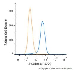 N-Cadherin Antibody (13A9), Novus Biologicals:Antibodies:Primary Antibodies