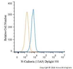 N-Cadherin Antibody (13A9), Novus Biologicals:Antibodies:Primary Antibodies