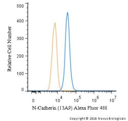 N-Cadherin Antibody (13A9), Novus Biologicals:Antibodies:Primary Antibodies