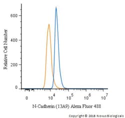 N-Cadherin Antibody (13A9), Novus Biologicals:Antibodies:Primary Antibodies
