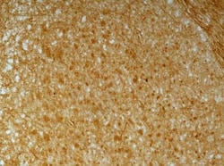 N-Cadherin Antibody, Novus Biologicals 0.1 mL | Buy Online | Novus Biologicals | Fisher Scientific