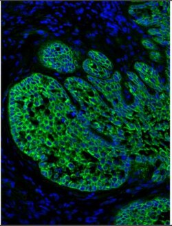 pan Cadherin Antibody, Novus Biologicals 0.1mL; Unlabeled:Antibodies, Polyclonal