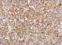 N-Cadherin Antibody, Novus Biologicals 0.1mL; Unlabeled:Antibodies, Polyclonal