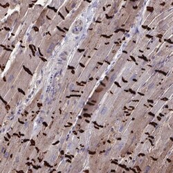 N-Cadherin Antibody, Novus Biologicals 25 &mu;L, Unlabeled:Antibodies,