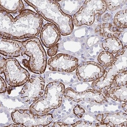 N-Cadherin Antibody, Novus Biologicals 25 &mu;L, Unlabeled:Antibodies,