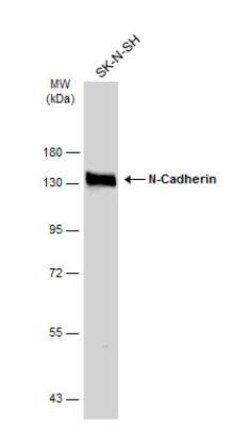 N-Cadherin Antibody, Novus Biologicals 0.1 mL | Buy Online | Novus Biologicals | Fisher Scientific