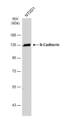N-Cadherin Antibody, Novus Biologicals 0.1 mL | Buy Online | Novus Biologicals | Fisher Scientific