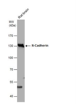 N-Cadherin Antibody, Novus Biologicals 0.1 mL | Buy Online | Novus Biologicals | Fisher Scientific