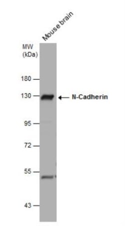 N-Cadherin Antibody, Novus Biologicals 0.1 mL | Buy Online | Novus Biologicals | Fisher Scientific