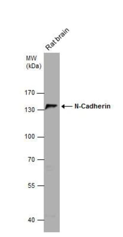 N-Cadherin Antibody, Novus Biologicals 0.1mL; Unlabeled:Antibodies, Polyclonal