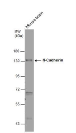 N-Cadherin Antibody, Novus Biologicals 0.1mL; Unlabeled:Antibodies, Polyclonal