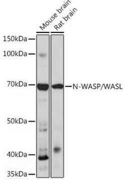 N-WASP Rabbit anti-Human, Mouse, Rat, Clone: 4P5M9, Novus Biologicals 20