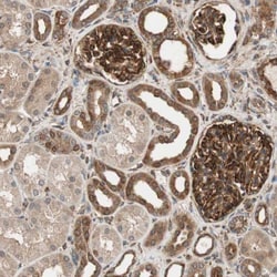 N-WASP Antibody, Novus Biologicals 0.1mL; Unlabeled:Antibodies, Polyclonal