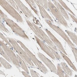 N-WASP Antibody, Novus Biologicals 0.1mL; Unlabeled:Antibodies, Polyclonal